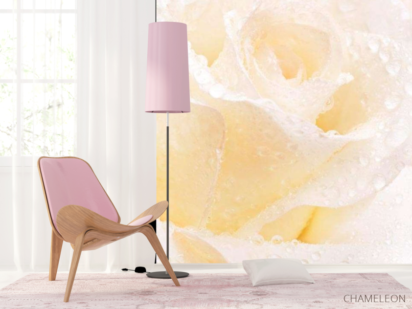 Фотошпалери Распустившаяся троянда білосніжна - 4