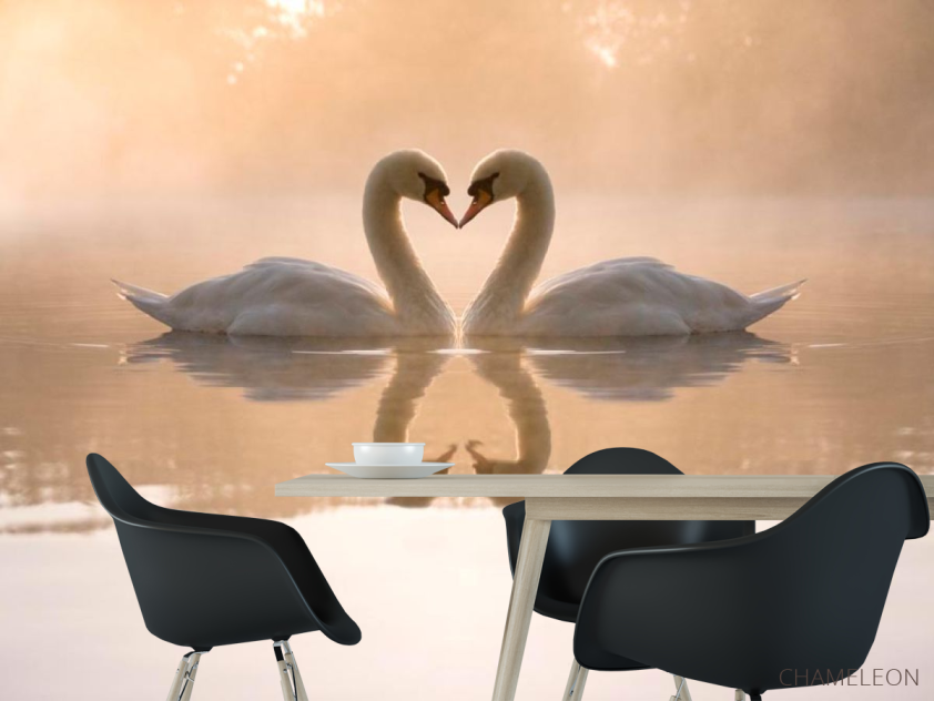 Фотошпалери Пара лебедів - 1