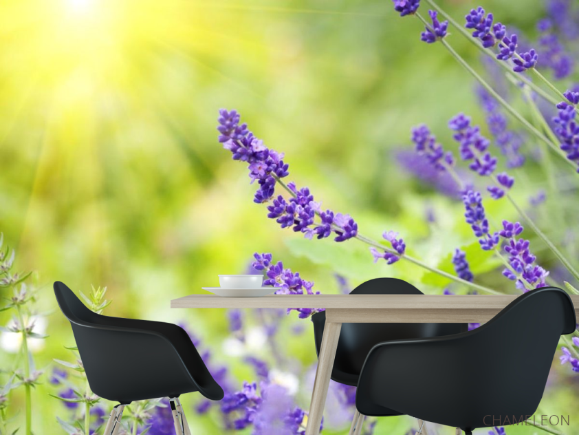 Фотошпалери сині польові квіти - 1