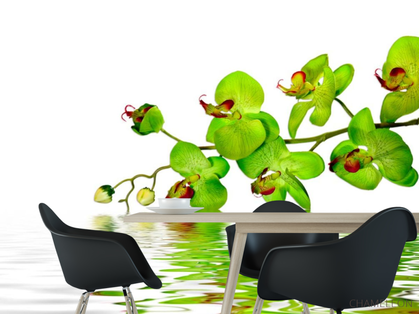 Фотошпалери Зелені орхідеї - 1