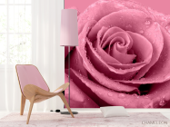 Фотошпалери Макро-зйомка троянди - 4