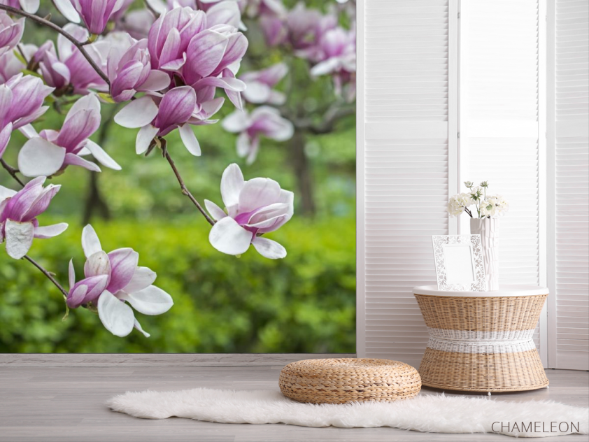 Фотошпалери ніжна магнолія - 2