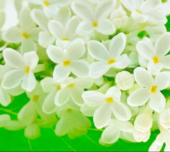 Фотообои Маленькие беленькие цветочки Фотообои Маленькие беленькие цветочки 8888