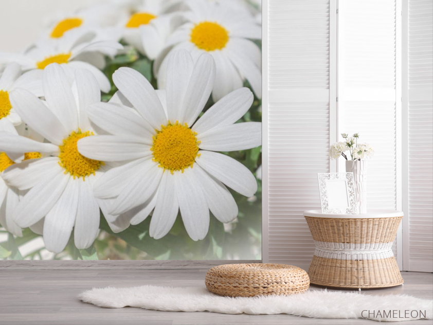 Фотошпалери Білі ромашки - 2