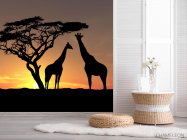 Фотошпалери жирафи - 2