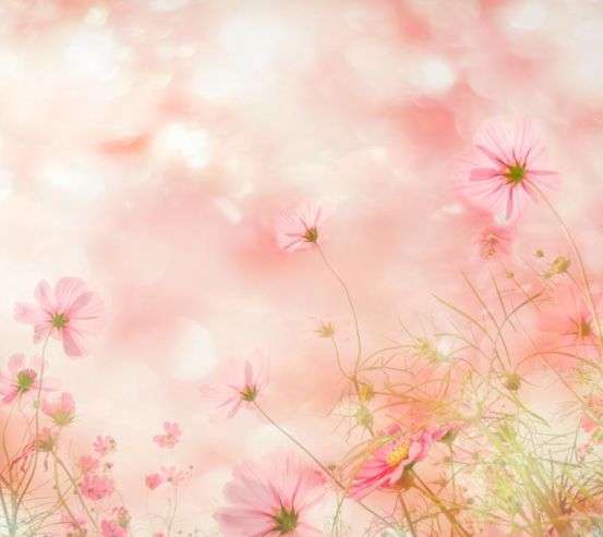 Фотошпалери польові квіточки на сонці Фотошпалери польові квіточки на сонці 20862