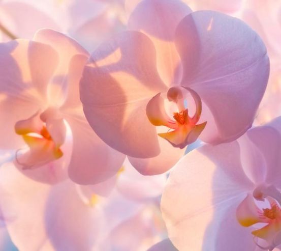 Фотообои Бледно-кремовые орхидеи 7846