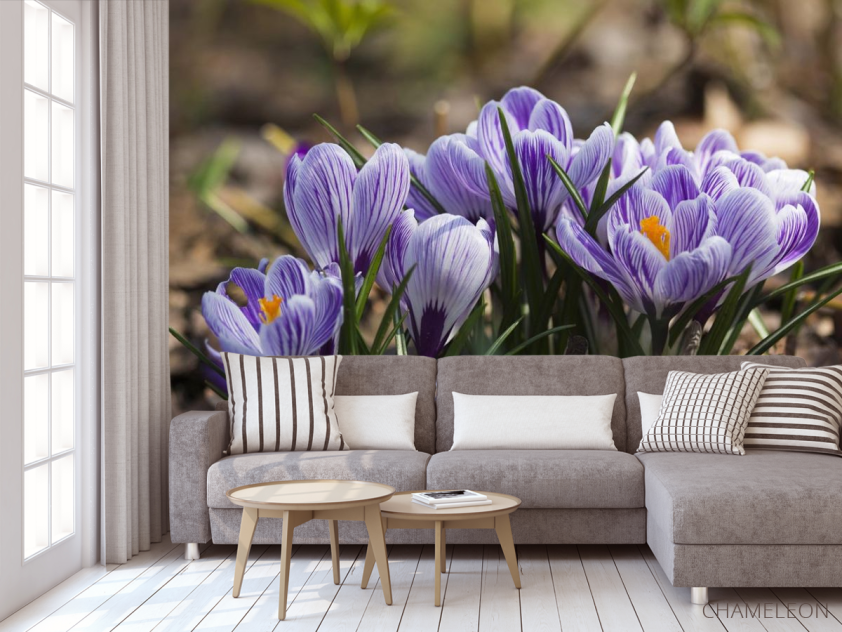 Фотообои Крокусы фиолетовые - 3