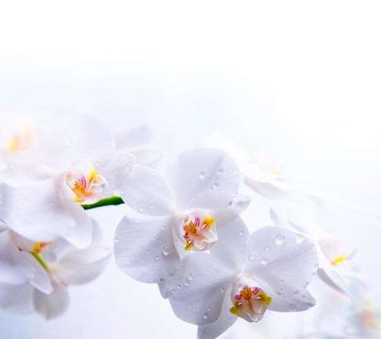 Фотообои Цветки белоснежные 5775