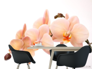 Фотошпалери Гілочка орхідей - 1