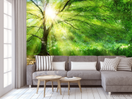 Фотообои солнце сквозь крону - 3