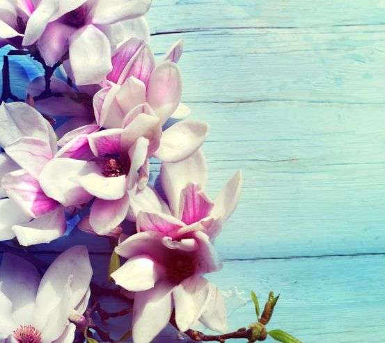 Фотообои цветы на голубом деревянном фоне Фотообои цветы на голубом деревянном фоне 21245