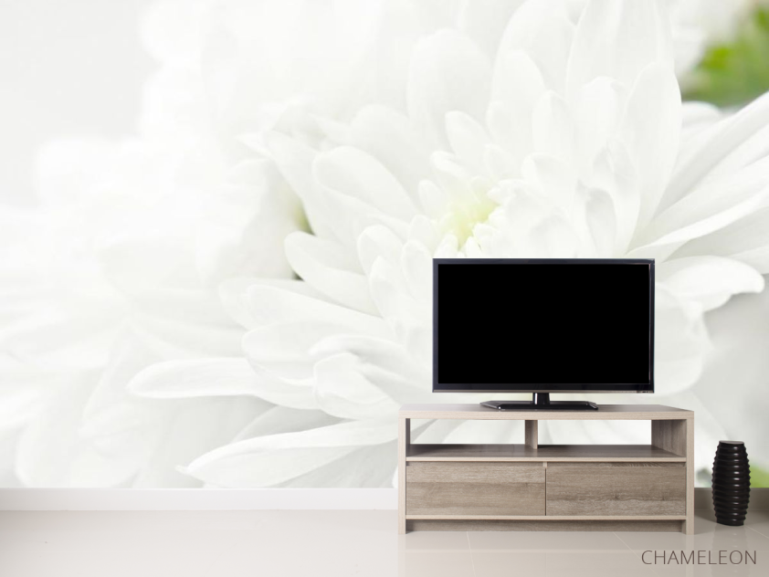 Фотообои Белые хризантемы - 2