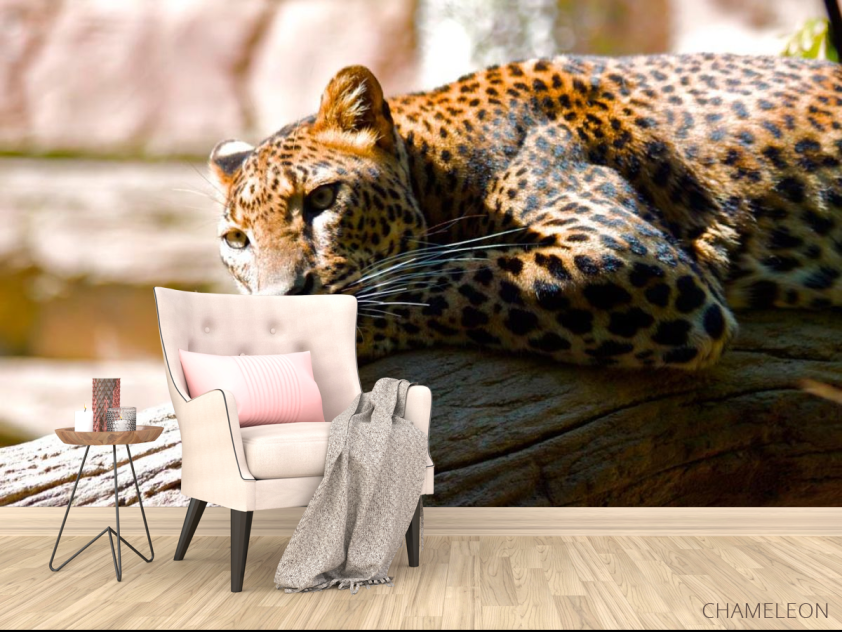 Фотообои Мечтающий гепард - 4