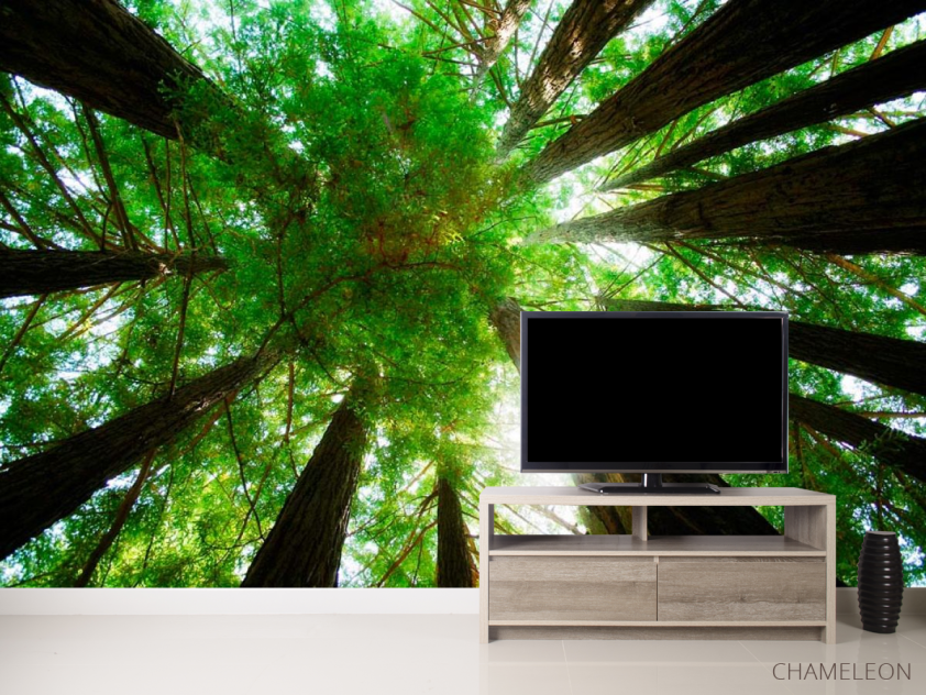 Фотообои Деревья, вверх - 2