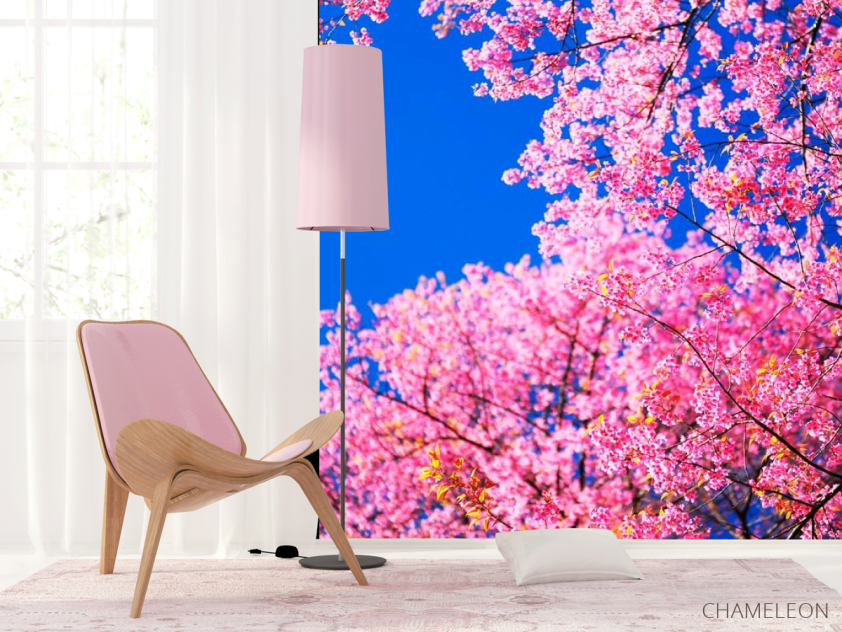 Фотошпалери Сакура цвіте - 4