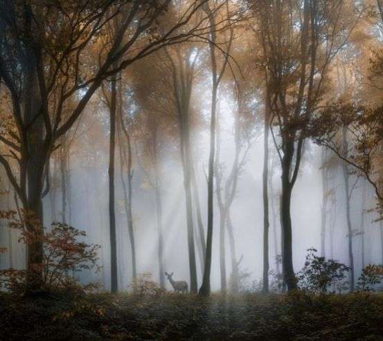 Фотошпалери туманні дерева в лісі Фотошпалери туманні дерева в лісі 33845