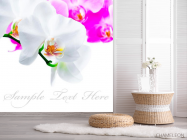 Фотошпалери Біло-рожеві орхідеї - 2
