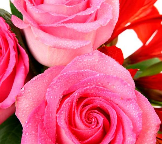 Фотообои Бледно-розового оттенка розы 6582