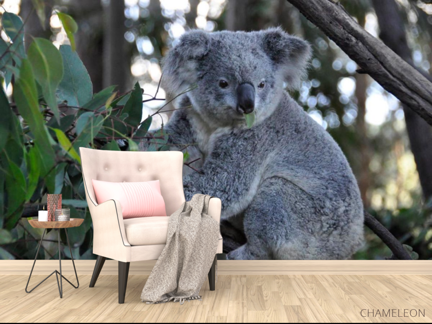 Фотообои Коала - 4