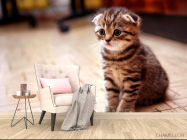 Фотообои Грустный котенок - 4