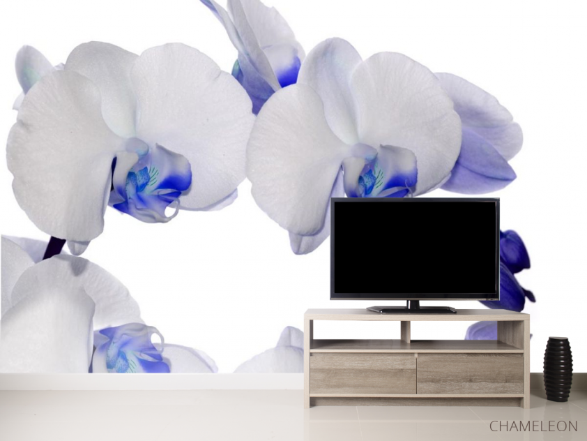 Фотообои орхидеи белые с синим - 2