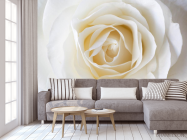 Фотообои белая роза - 3