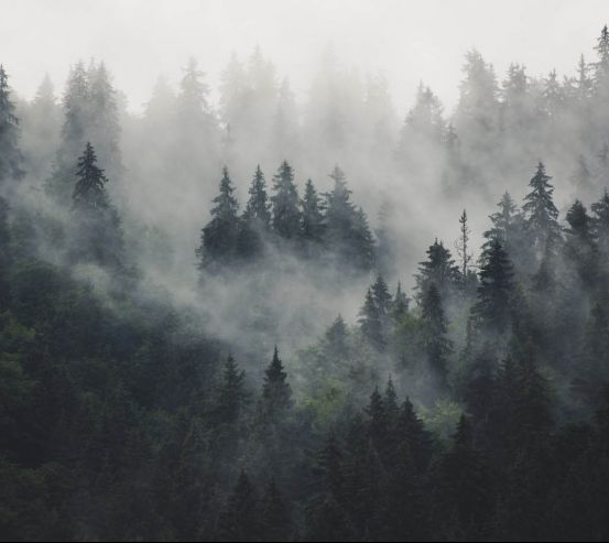 Фотообои Туманный лес 24690