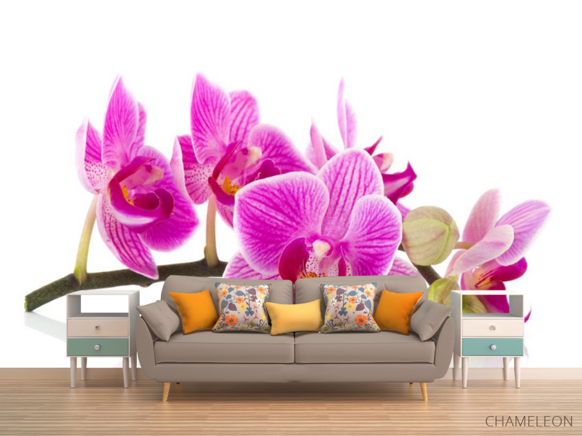 Фотообои розовая орхидея на белом фоне - 1