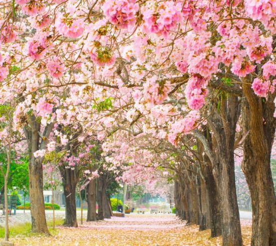 Фотообои аллея из розовых деревьев 20727