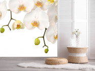 Фотошпалери Білі орхідеї і бутони - 2