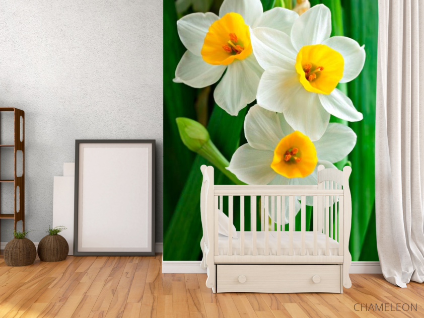 Фотообои Нарциссы обынковенные - 2