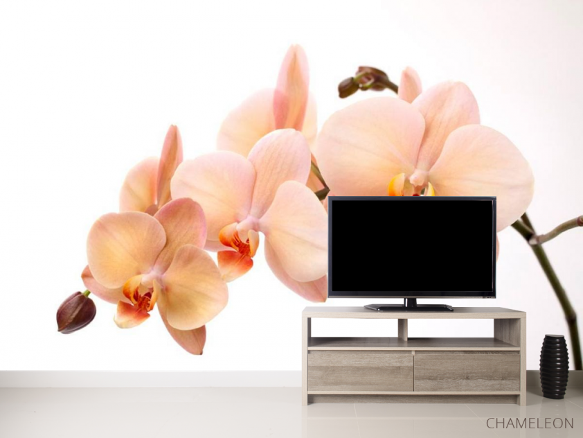 Фотообои Веточка орхидей - 2