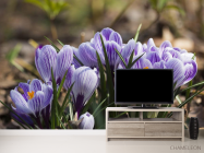 Фотообои Крокусы фиолетовые - 2