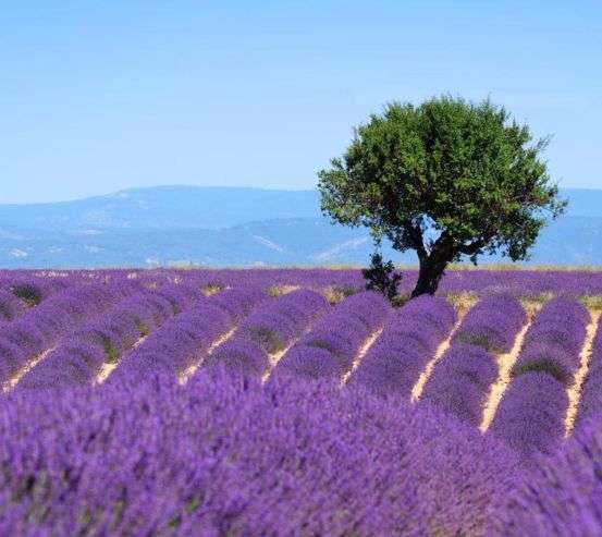 Фотообои сиреневое поле Фотообои сиреневое поле 20672