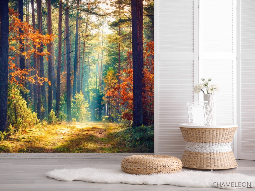 Фотошпалери вересневий ліс - 2