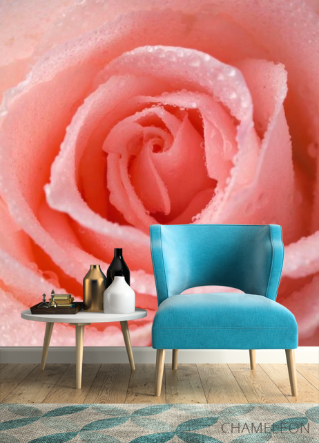 Фотообои Розово-кремовая роза - 4