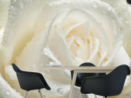 Фотошпалери Біла троянда крупним планом - 1