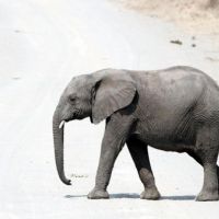Фотообои Слоны