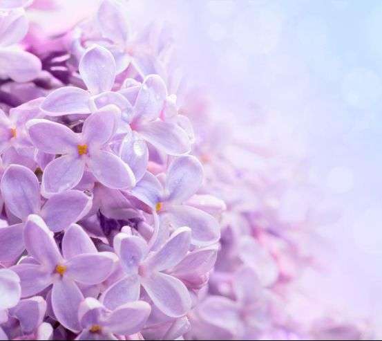 Фотообои Цветы сирени 5504