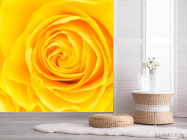 Фотошпалери Жовта троянда крупним планом - 2