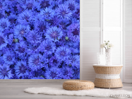 Фотошпалери синій Остеоспермум - 2