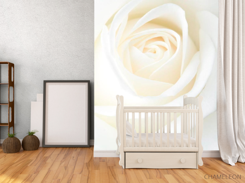 Фотообои Белая распустившаяся роза - 2