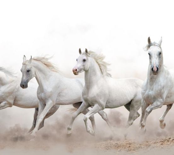 Фотообои четыре белые лошади 21257