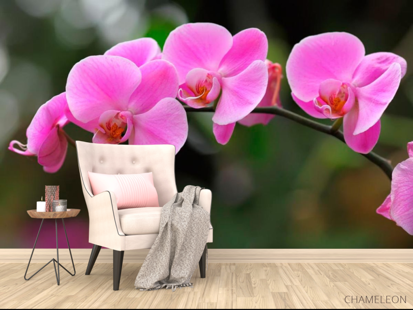 Фотообои Орхидеи нежно-розовые - 4