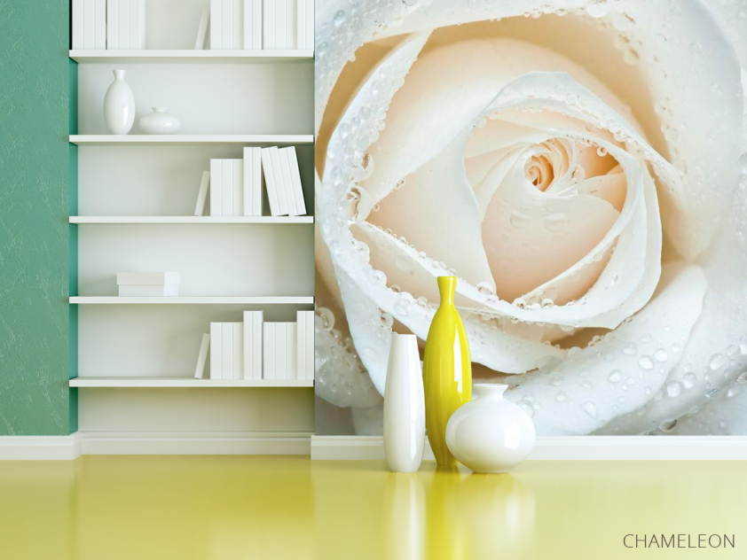 Фотошпалери Біла троянда макро-зйомка - 3