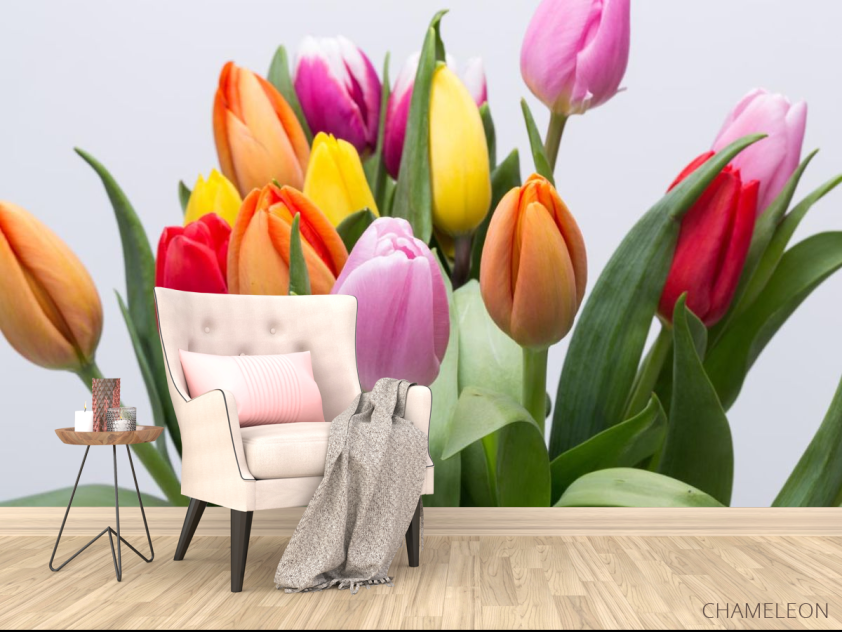Фотообои тюльпаны разных цветов - 4
