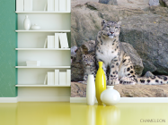 Фотошпалери Сім'я снігових барсів - 3