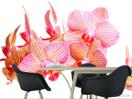 Фотошпалери Бежево-рожеві орхідеї - 1