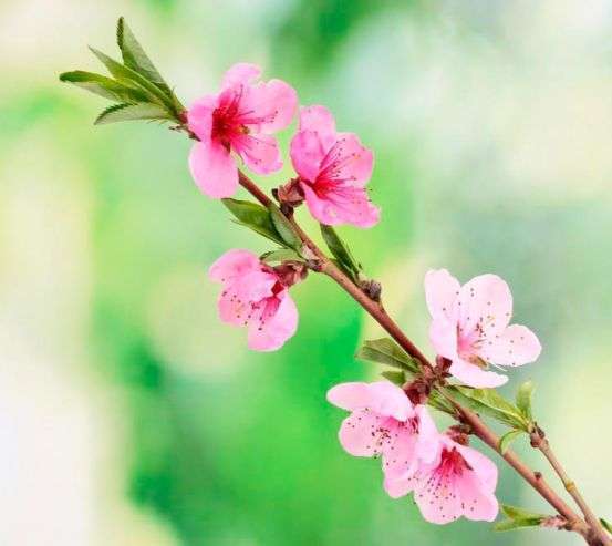 Фотообои Распустившиеся цветы весной Фотообои Распустившиеся цветы весной 5892